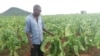 Mumwe murimi achitarisa fodya yake yakatyorwa nemvura yakanaya yakawanda kuMashonaland West