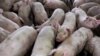 FILE - A group of pigs from Cher Pork Farms is seen in Lone Rock, Iowa, August 28, 2018. 