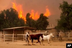 Flames from the Mountain Fire leap along a hillside as horses gallop in an enclosure at Swanhill Farms in Moorpark, California, Nov. 7, 2024.
