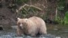 FILE - In this photo provided by the National Park Service is Grazer, the winner of the 2023 Fat Bear Contest, at Katmai National Park, Alaska on Sept. 14, 2023. Grazer won the contest again Tuesday.