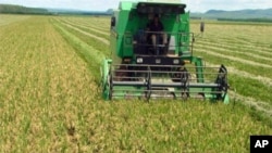 Malanje: Famílias encorajadas a produzirem alimentos