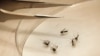 Mosquitoes are sorted at the Dallas County mosquito lab in Dallas, Aug. 16, 2012. 