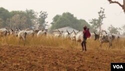 Wani Bafillatani da shanunsa