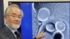 Le prix de Nobel de médecine a été attribué au professeur Yoshinori Ohsumi du Tokyo Institute of Technology, pris en photo à Tokyo, le 25 mars 2015.
