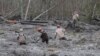 VOA On the Scene: Waist-deep Muck Challenges Search for Mudslide Victims 