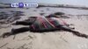 VOA60 Afrique du 03 juin 2016