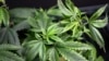 L'Allemagne va autoriser l'utilisation du cannabis à des fins thérapeutiques