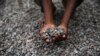 Fèves de cacao au Nigeria, 25 aout 2014 